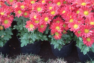 Chrysanthemum Orange flower or Jamanthi flower in the background	