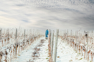 Man work pruning vines in the winter fog. Winter pruning of a vine grower. Prune the vineyard....