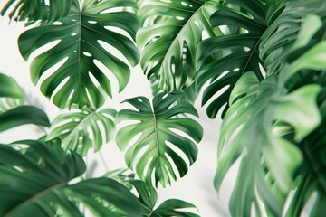 Lush green monstera leaves against a white background, tropical foliage, natural pattern.