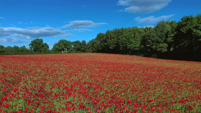 Aerial flying backwards over poppy field country rememberance day 4K.mov