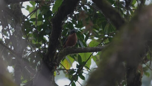 A Rufous Sibia perched in the canopy of a tree in the jungle.