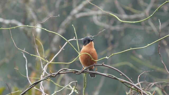 A Rufous Sibia perched on a vine against a blurred background.
