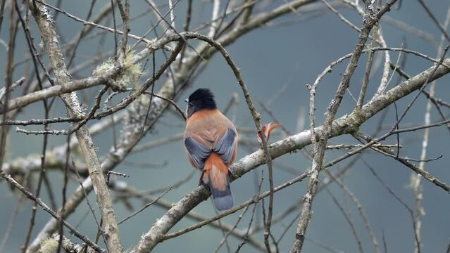 A Rufous Sibia perched on a branch in a leafless tree.