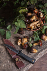 Pile of Imleria Badia or Boletus badius mushrooms commonly known as the bay bolete with knife on vintage wooden background..