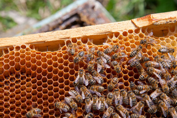Working bees in a hive on honeycomb. Close up view of the working bees on honeycomb. .