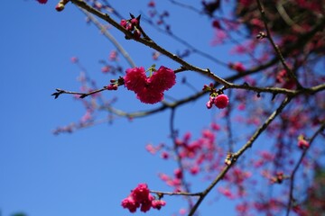 red berries on a branch