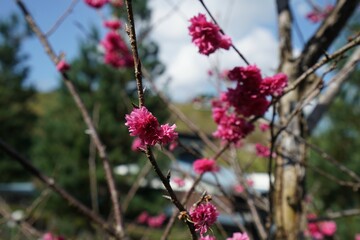 flowers in the garden
