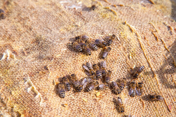 Bees swarming on vintage textile background..