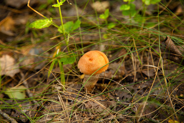 Red boletus mushroom in the wild. Red boletus mushroom grows on the forest floor at autumn season..