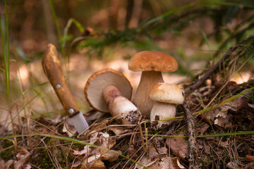 Pile of porcini mushrooms in pine tree forest at autumn season..