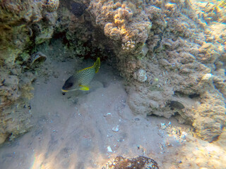 Blackspotted rubberlip fish or plectorhinchus gaterinus at coral reef..