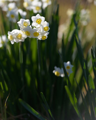 Obraz premium BELLA FLOR DE NARCISO (Narcissus) 