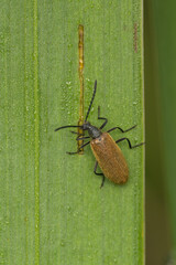 Closeup of a Rough Haired Beetle (Lagria hirta) with natural green background. Beetle in natural environment.  Macrophotography.