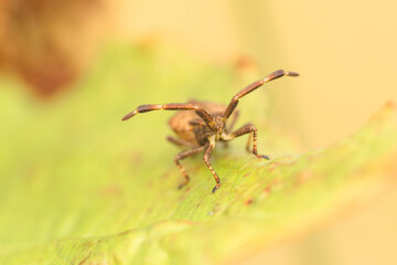 Closeup  common, Dock bug (Coreus marginatus). Macro photo Dock bug in natural environment.