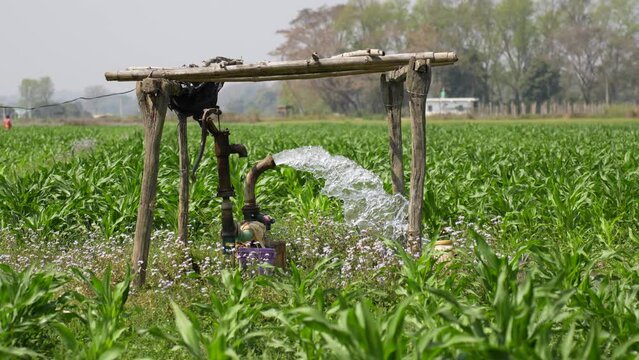 Electric pump efficiently irrigate maize field using innovative technology, enhancing farming productivity and sustainability