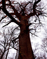 Look up to scary tree with wide branches to the sides reminding arms on light blue background, portrait format