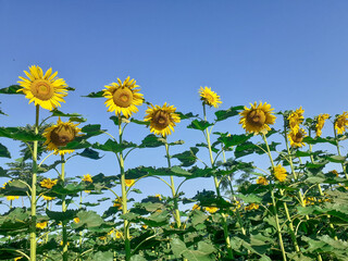 Field of sunflowers plant with blue sky background in sun light. 