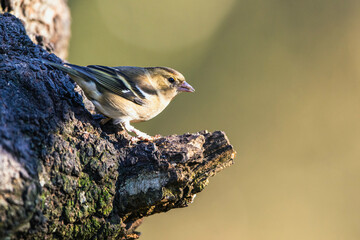 Female of Chaffinch, Fringilla coelebs, bird in forest at winter sun