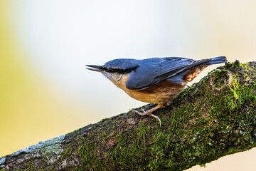 Eurasian Nuthatch, Sitta europaea in forest at winter sun