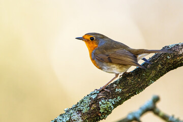 European Robin, Erithacus rubecula, bird in forest at winter sun