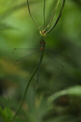 Spreadwings damselfly dragonfly 