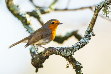 European Robin, Erithacus rubecula, bird in forest at winter sun