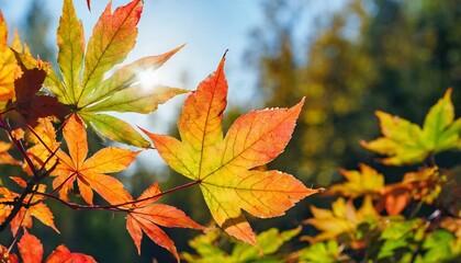 siberian colorful maple leaves