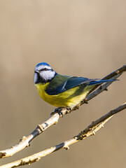 Blue Tit, Cyanistes Caeruleus, bird in forest at winter time