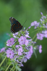 Fototapeta premium red spotted purple butterfly on wild sweet william phlox