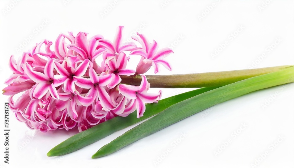 Wall mural pink hyacinth flower isolated on white background - Wall murals