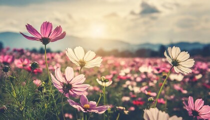 Fototapeta na wymiar vintage landscape nature background of beautiful cosmos flower field on sky with sunlight in spring vintage color tone filter effect