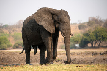 a big elephant at Chobe National Park in Botswana