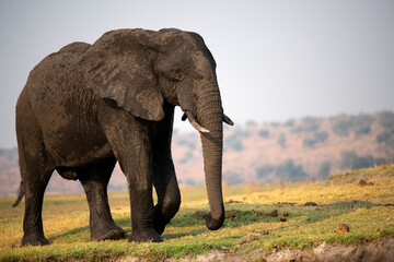 Fototapeta na wymiar a big elephant at Chobe National Park in Botswana
