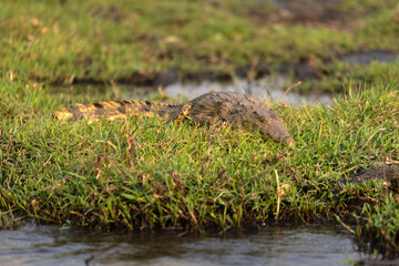 a relaxing crocodile at Chobe National Park in Botswana