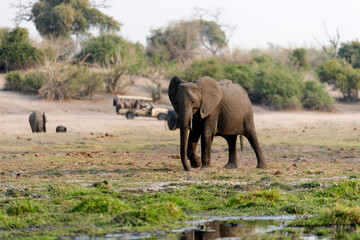Fototapeta premium View of elephants at safari in Chobe National Park, Botswana