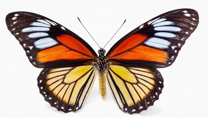 beautiful butterfly isolated on white