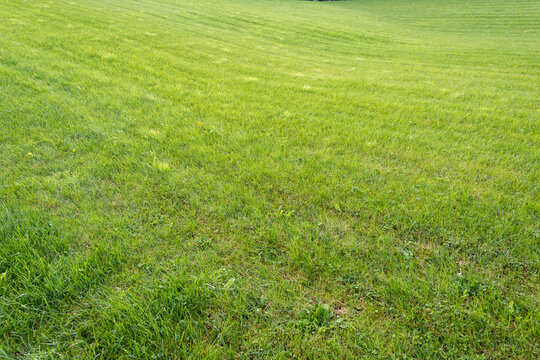 a beautiful English green lawn