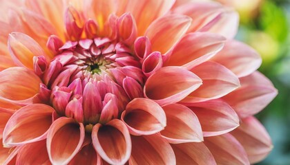 defocused pink coral dahlia petals macro floral abstract background close up of flower dahlia for background soft focus