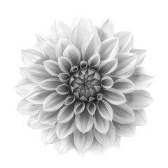 Abstract Dahlia petals, black and white illustration.