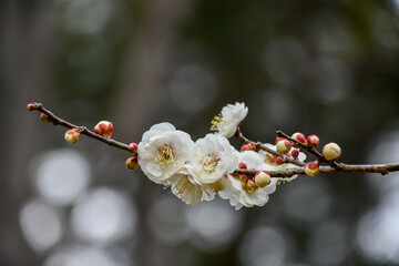 ウメ「玉牡丹」　白梅