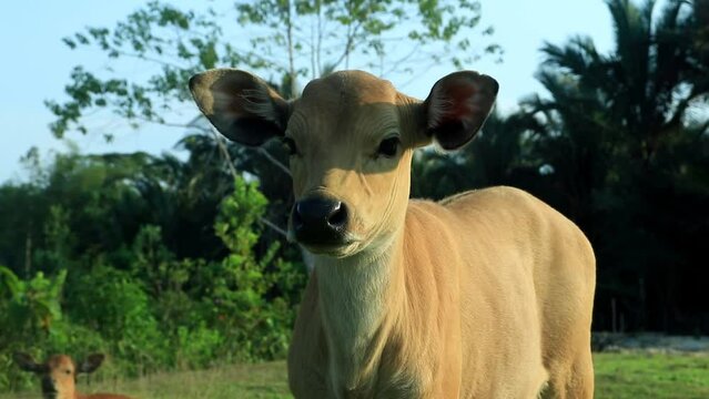 Closeup video of beautiful little calf in green grass.
