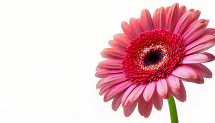 Beautiful gerbera flower on white background with copy space