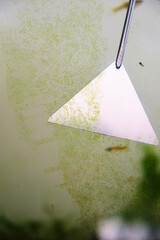 Cleaning algae from fish tank with algae spatula.