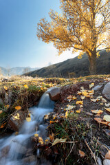 Mountain stream in autumn. Beautiful autumn landscape with yellow tree and stream