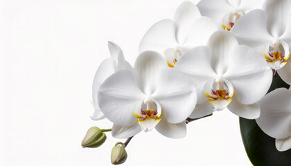 Beautiful white orchid flowers on white background with copy space