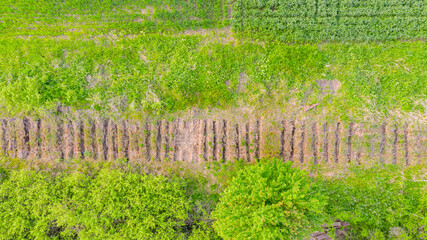 Overhead view on trace in overgrown ground of dismantled old railway wooden sleepers