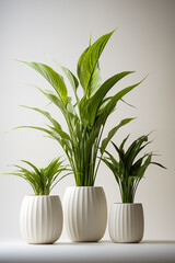 Indoor plants in pots. Chamaedorea, Aloe, Haworthia. Eco house. Green corner. Houseplants background