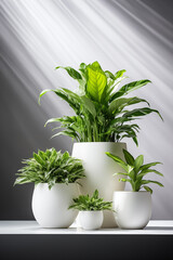 Indoor plants in pots. Chamaedorea, Aloe, Haworthia. Eco house. Green corner. Houseplants background