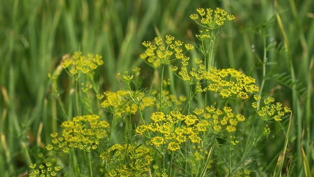 Enjoy the beauty of a dill plant flower blooming gracefully in a serene garden setting, adding a touch of aromatic delight to your culinary adventures