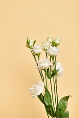 object photo of beautiful blossoming white eustoma flowers on pastel yellow background, nobody - 737144715